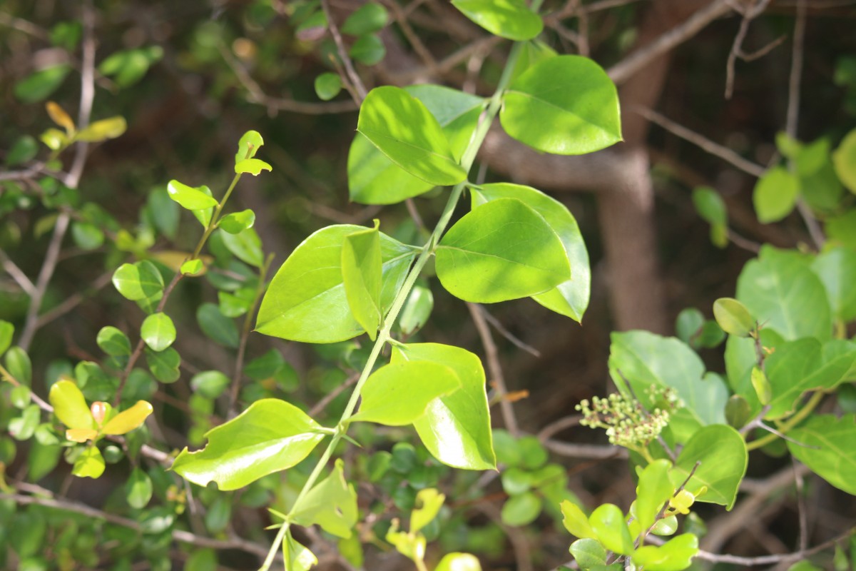 Azima tetracantha Lam.